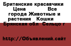 Британские красавчики › Цена ­ 35 000 - Все города Животные и растения » Кошки   . Брянская обл.,Сельцо г.